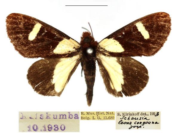 /filer/webapps/moths/media/images/L/leona_Schausia_AM_RBINS.jpg
