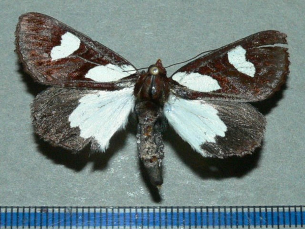 /filer/webapps/moths/media/images/L/leona_Schausia_A_Goffa_01.JPG
