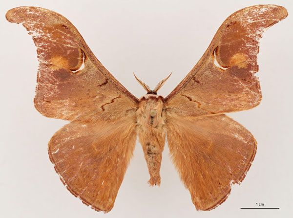 /filer/webapps/moths/media/images/L/leonardi_Dogoia_HT_RBINS_01.jpg