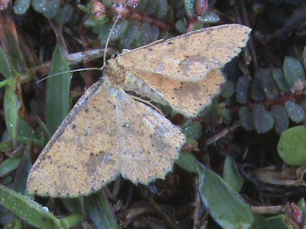 /filer/webapps/moths/media/images/L/leonaria_Cyclophora_A_Guyonnet.jpg