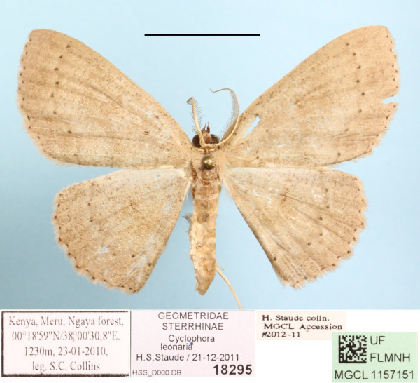 /filer/webapps/moths/media/images/L/leonaria_Cyclophora_A_MGCLa_01.jpg