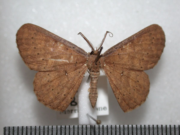 /filer/webapps/moths/media/images/L/leonaria_Cyclophora_A_Revel.jpg