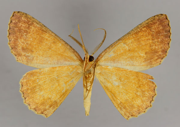 /filer/webapps/moths/media/images/L/leonaria_Cyclophora_A_ZSM_02.jpg