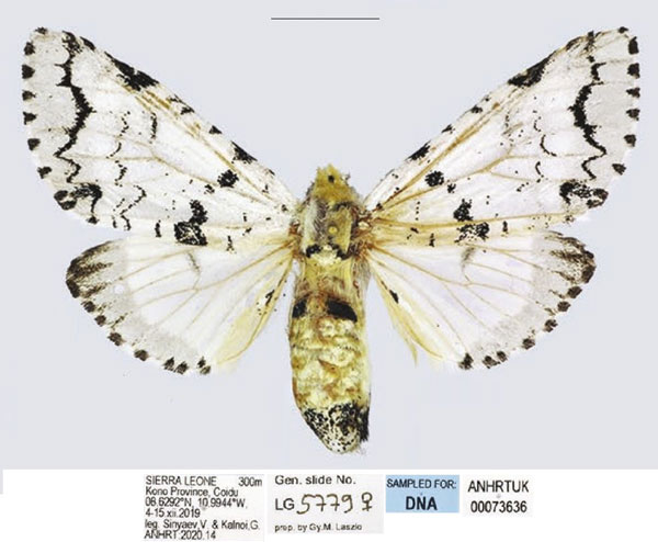 /filer/webapps/moths/media/images/L/leonensis_Afrocerura_AF_ANHRT.jpg