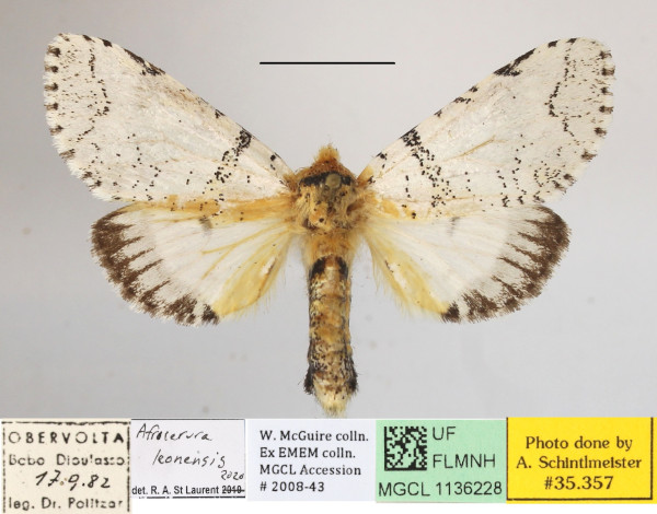 /filer/webapps/moths/media/images/L/leonensis_Afrocerura_AF_MGCLa_02.jpg