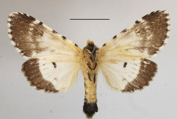 /filer/webapps/moths/media/images/L/leonensis_Afrocerura_AF_MGCLb_02.jpg