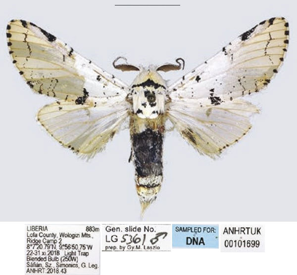 /filer/webapps/moths/media/images/L/leonensis_Afrocerura_AM_ANHRT_01.jpg