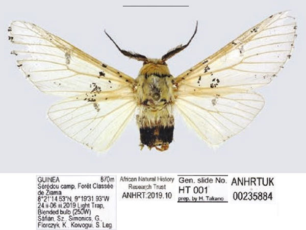 /filer/webapps/moths/media/images/L/leonensis_Afrocerura_AM_ANHRT_02.jpg