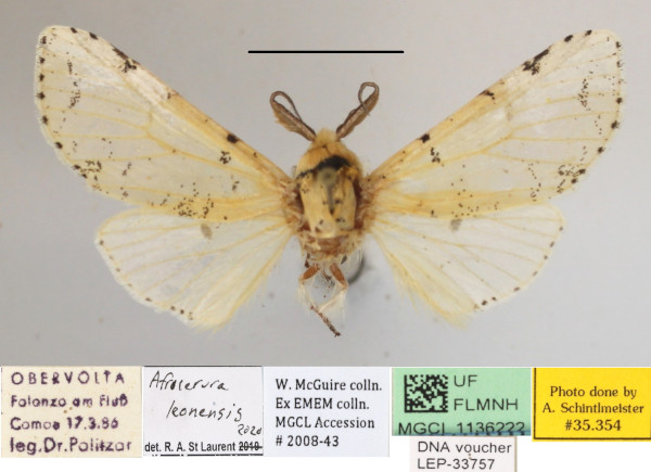/filer/webapps/moths/media/images/L/leonensis_Afrocerura_AM_MGCLa_01.jpg
