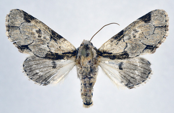 /filer/webapps/moths/media/images/L/leonie_Thiacidas_AF_NHMO.jpg