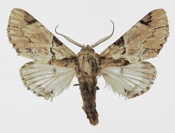 /filer/webapps/moths/media/images/L/leonie_Thiacidas_AM_Basquin.jpg