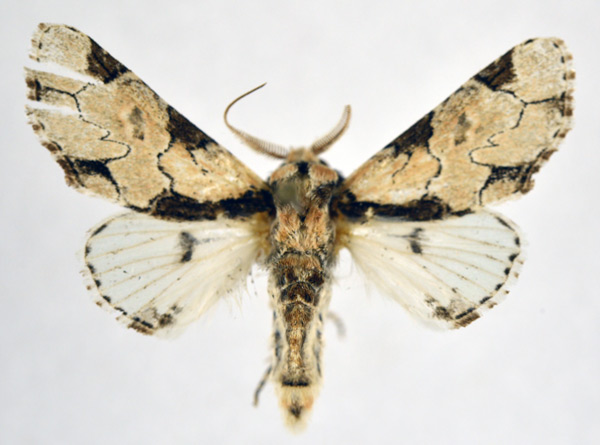/filer/webapps/moths/media/images/L/leonie_Thiacidas_AM_NHMO.jpg