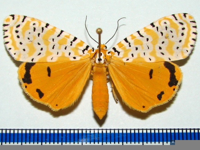 /filer/webapps/moths/media/images/L/leonina_Alytarchia_A_Goff_02.jpg