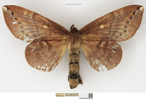 /filer/webapps/moths/media/images/L/leonina_Closterothrix_AF_NHMUK.jpg
