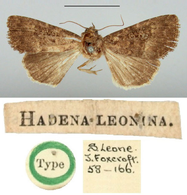 /filer/webapps/moths/media/images/L/leonina_Hadena_HT_BMNH.jpg