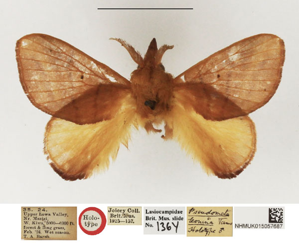 /filer/webapps/moths/media/images/L/leonina_Pseudometa_HT_NHMUK.jpg