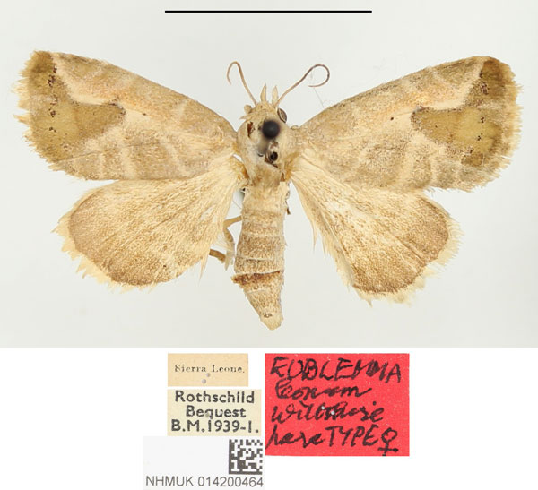/filer/webapps/moths/media/images/L/leonum_Eublemma_PTF_BMNH.jpg