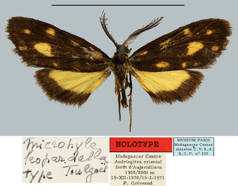 /filer/webapps/moths/media/images/L/leopardella_Microhyle_HT_MNHN.jpg