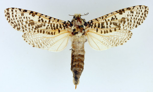 /filer/webapps/moths/media/images/L/leopardina_Azygophleps_AF_TMSA.jpg