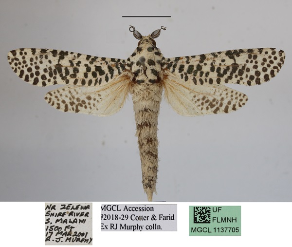 /filer/webapps/moths/media/images/L/leopardina_Azygophleps_A_MGCLa.JPG