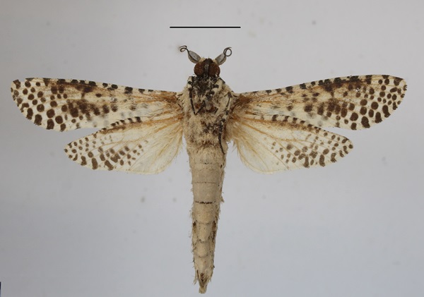 /filer/webapps/moths/media/images/L/leopardina_Azygophleps_A_MGCLb.JPG