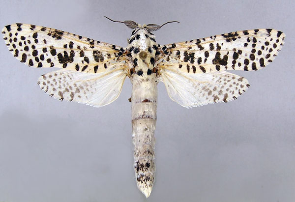 /filer/webapps/moths/media/images/L/leopardina_Azygophleps_A_MWM.jpg