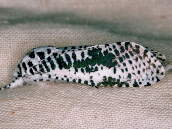 /filer/webapps/moths/media/images/L/leopardina_Azygophleps_A_Roland.jpg