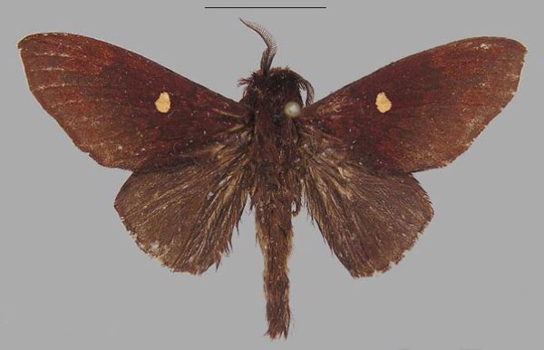 /filer/webapps/moths/media/images/L/leopoldi_Hypotrabala_PTM_RMCA_01.jpg