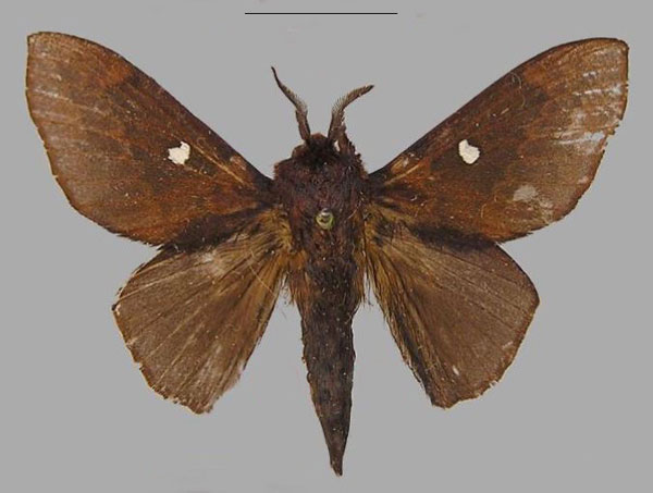/filer/webapps/moths/media/images/L/leopoldi_Hypotrabala_PTM_RMCA_02.jpg