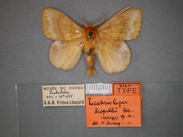 /filer/webapps/moths/media/images/L/leopoldi_Ochriolepis_HT_RMCA_01.jpg