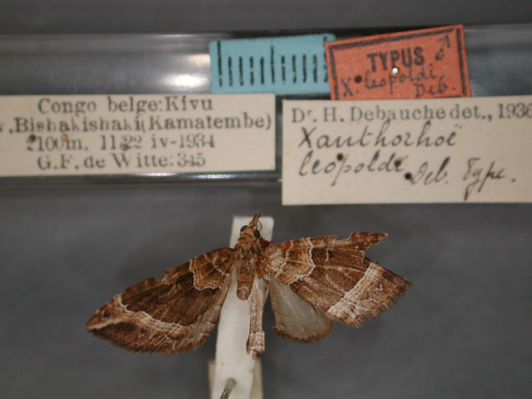 /filer/webapps/moths/media/images/L/leopoldi_Xanthorhoe_HT_RMCA_01.jpg