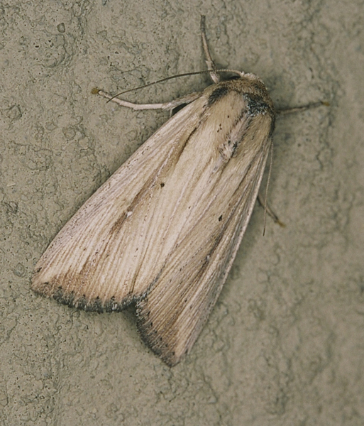 /filer/webapps/moths/media/images/L/leoreyi_Leucania_A_Rolands_01.jpg