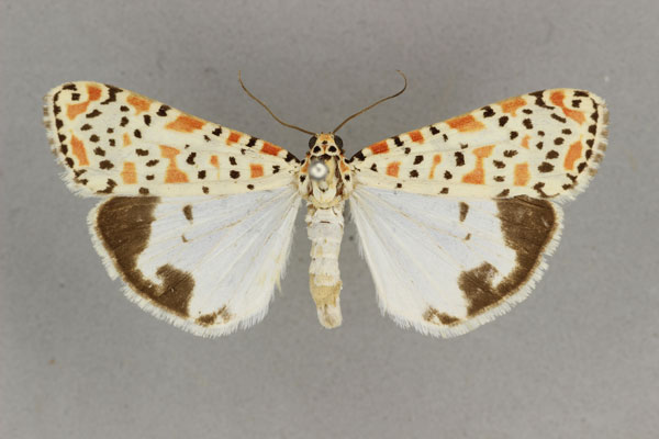 /filer/webapps/moths/media/images/L/lepida_Utetheisa_AM_BMNH.jpg
