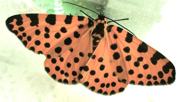 /filer/webapps/moths/media/images/L/lepida_Zerenopsis_AF_Sommerer_01.jpg