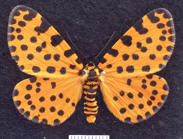 /filer/webapps/moths/media/images/L/lepida_Zerenopsis_AF_Sommerer_02.jpg