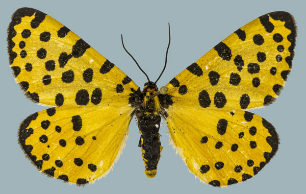 /filer/webapps/moths/media/images/L/lepida_Zerenopsis_AF_Staude_01.jpg