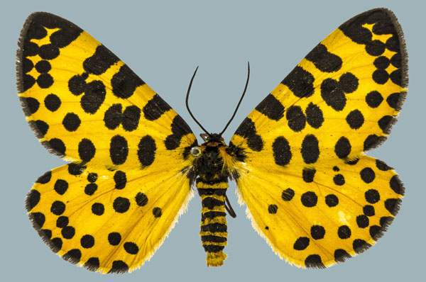 /filer/webapps/moths/media/images/L/lepida_Zerenopsis_AF_Staude_02.jpg