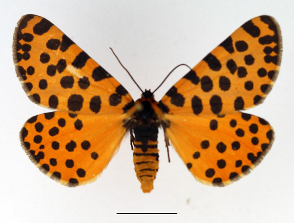 /filer/webapps/moths/media/images/L/lepida_Zerenopsis_AF_TMSA.jpg