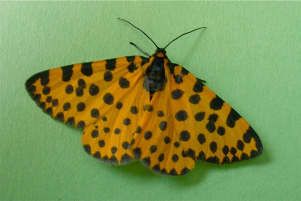/filer/webapps/moths/media/images/L/lepida_Zerenopsis_AM_Sommerer.jpg