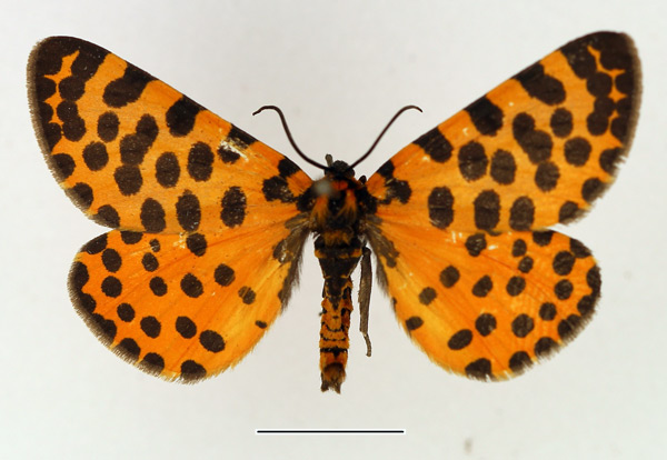 /filer/webapps/moths/media/images/L/lepida_Zerenopsis_AM_TMSA.jpg