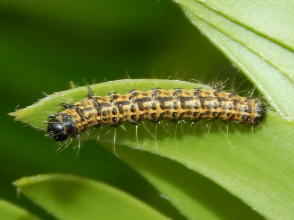 /filer/webapps/moths/media/images/L/lepida_Zerenopsis_C_Grobler.jpg