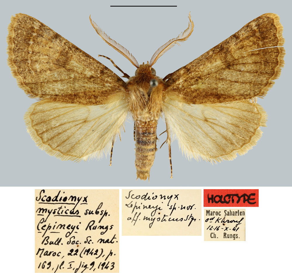 /filer/webapps/moths/media/images/L/lepineyi_Scodionyx_HT_MNHN.jpg