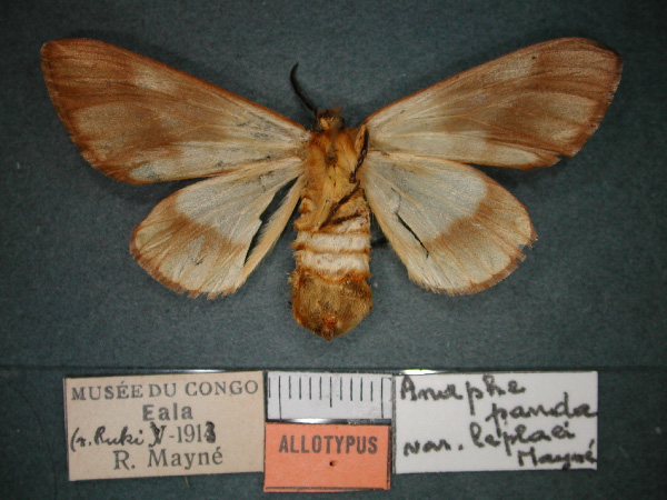 /filer/webapps/moths/media/images/L/leplaei_Anaphe_AT_RMCA_02.jpg