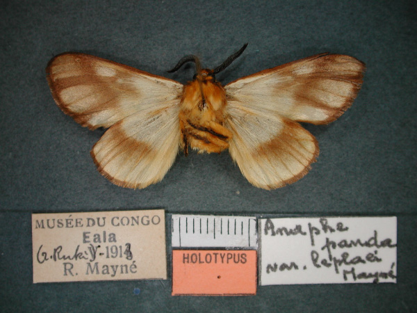 /filer/webapps/moths/media/images/L/leplaei_Anaphe_HT_RMCA_02.jpg