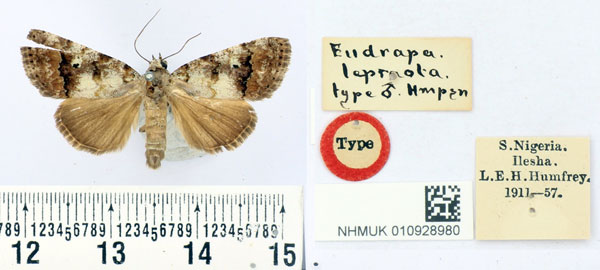 /filer/webapps/moths/media/images/L/lepraota_Eudrapa_HT_BMNH.jpg