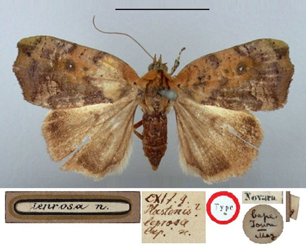 /filer/webapps/moths/media/images/L/leprosa_Plastenis_HT_BMNH.jpg