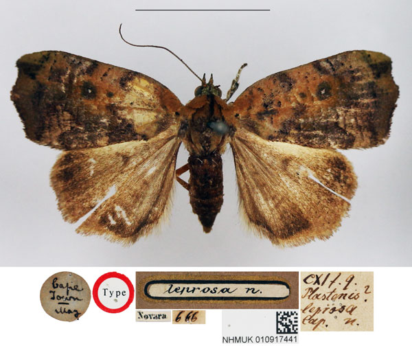 /filer/webapps/moths/media/images/L/leprosa_Plastenis_HT_NHMUK.jpg