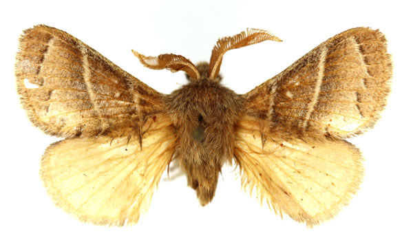 /filer/webapps/moths/media/images/L/lepta_Bombycopsis_AM_SNHM.jpg