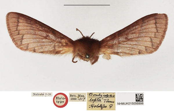 /filer/webapps/moths/media/images/L/lepta_Bombycopsis_HT_NHMUK.jpg