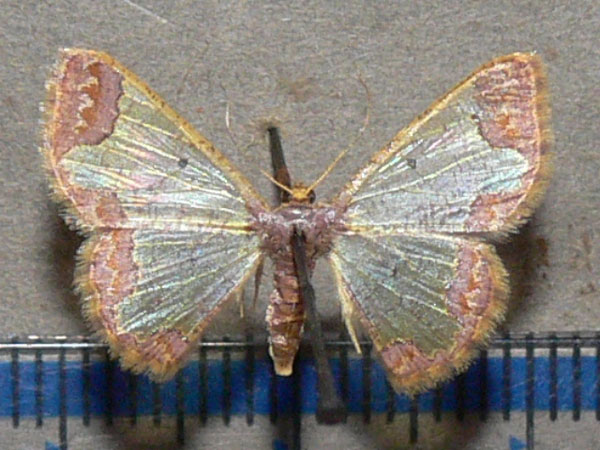 /filer/webapps/moths/media/images/L/lepta_Zamarada_A_Goff_01.jpg